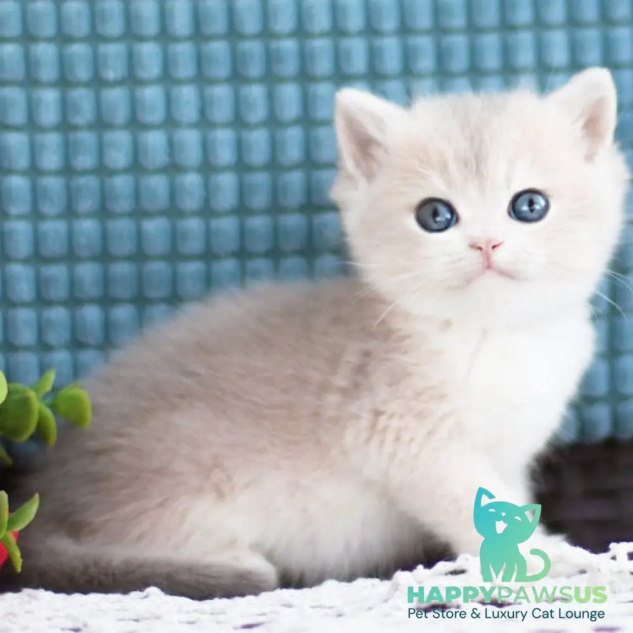 Fakira British Shorthair female blue golden shaded - live animals