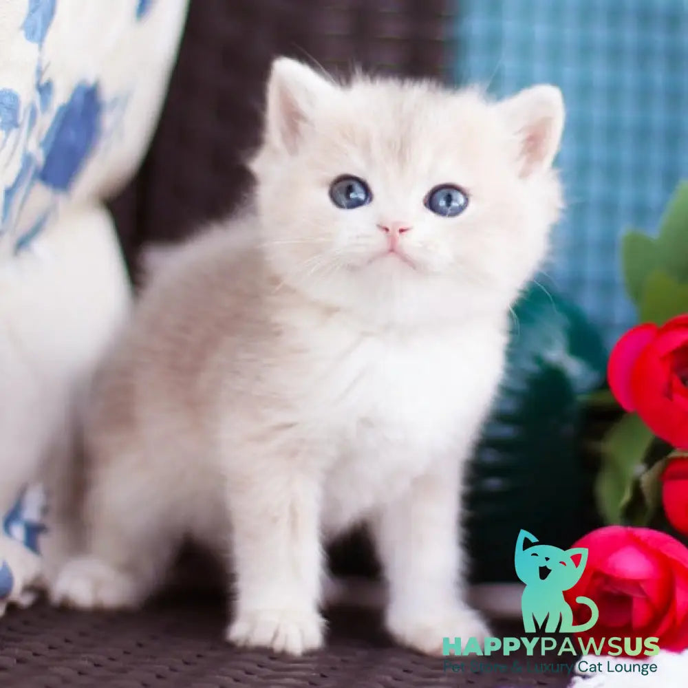 Fakira British Shorthair female blue golden shaded - live animals