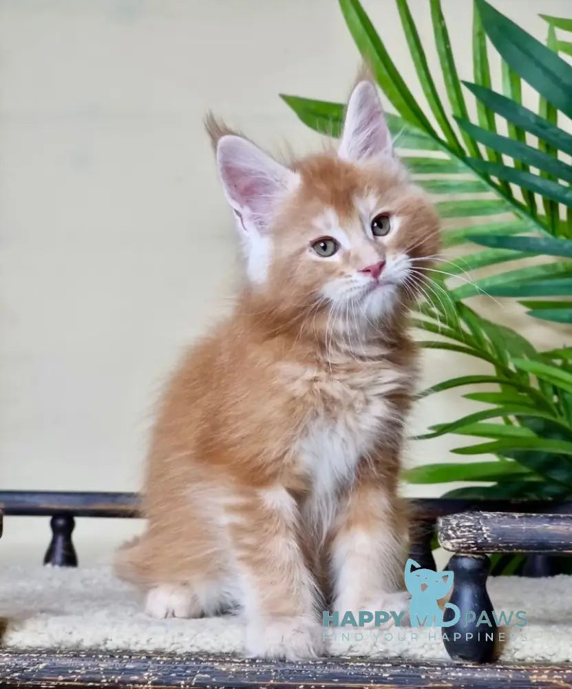 Falcon Maine Coon polydactyl male red ticked tabby live animals