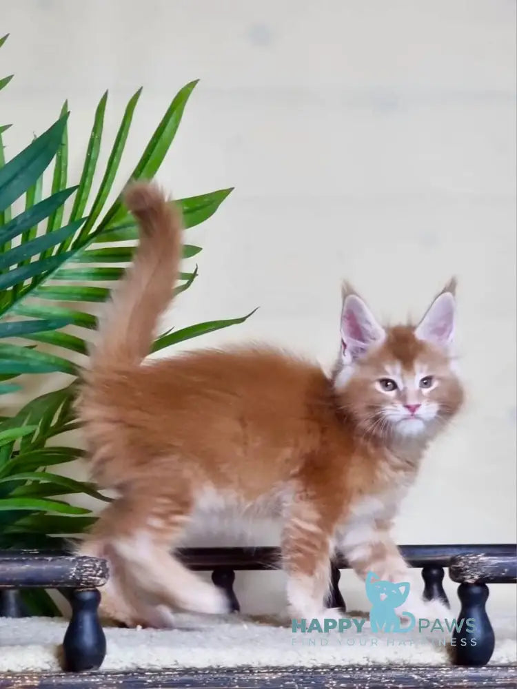 Falcon Maine Coon polydactyl male red ticked tabby live animals