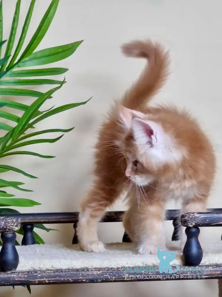 Falcon Maine Coon polydactyl male red ticked tabby live animals