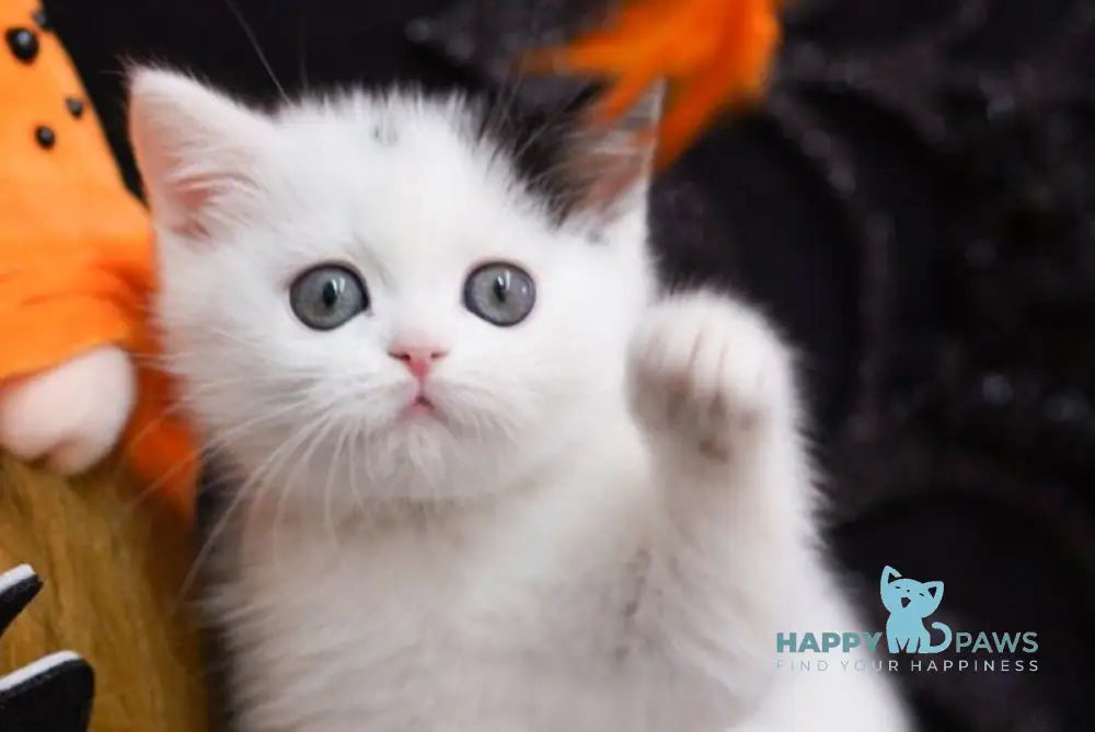 Fan Fan Scottish Straight male black harlequin live animals