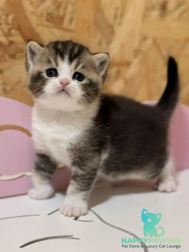 Fan Fan Scottish Straight male black ticked tabby bicolour - live animals