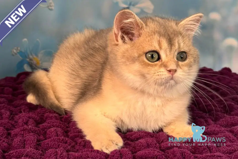 Fanatic Scottish Straight male blue golden shaded live animals