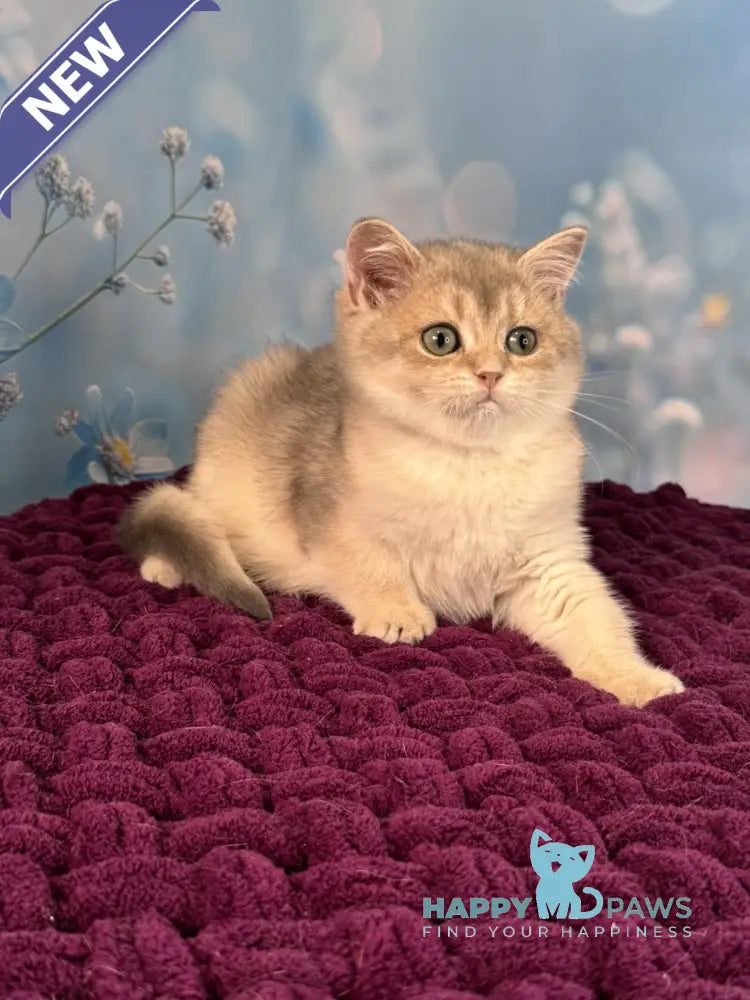 Fanatic Scottish Straight male blue golden shaded live animals