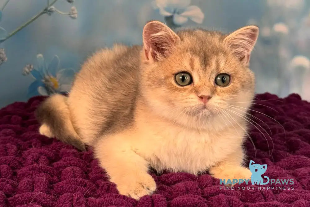 Fanatic Scottish Straight male blue golden shaded live animals