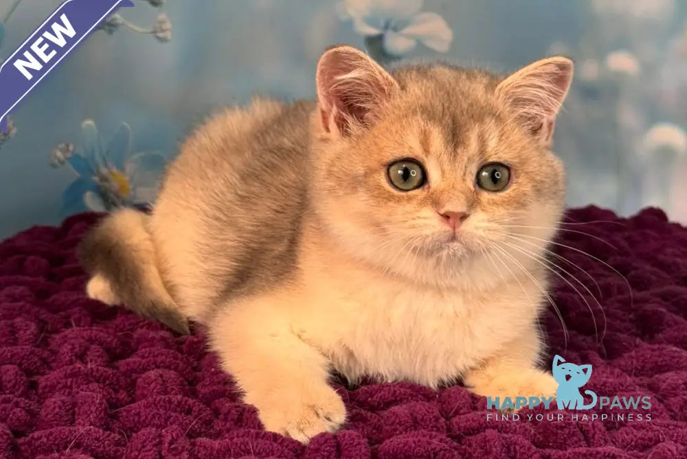 Fanatic Scottish Straight male blue golden shaded live animals