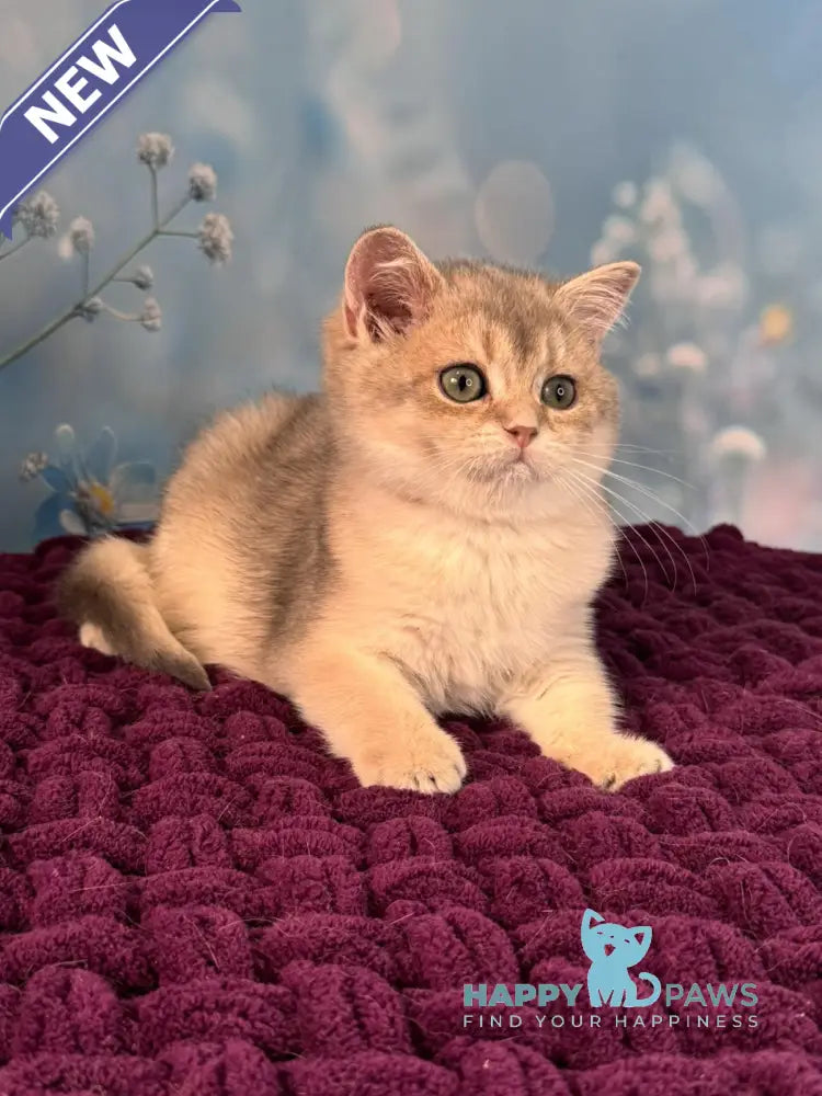 Fanatic Scottish Straight male blue golden shaded live animals