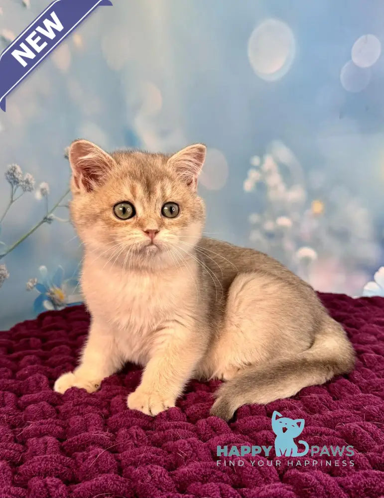 Fanatic Scottish Straight male blue golden shaded live animals