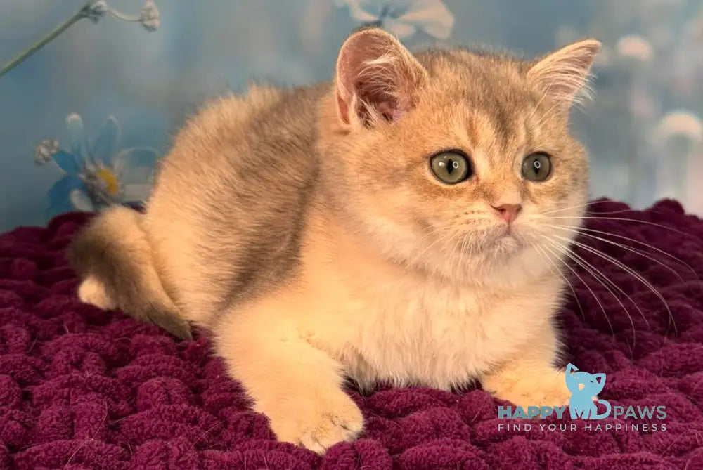 Fanatic Scottish Straight male blue golden shaded live animals