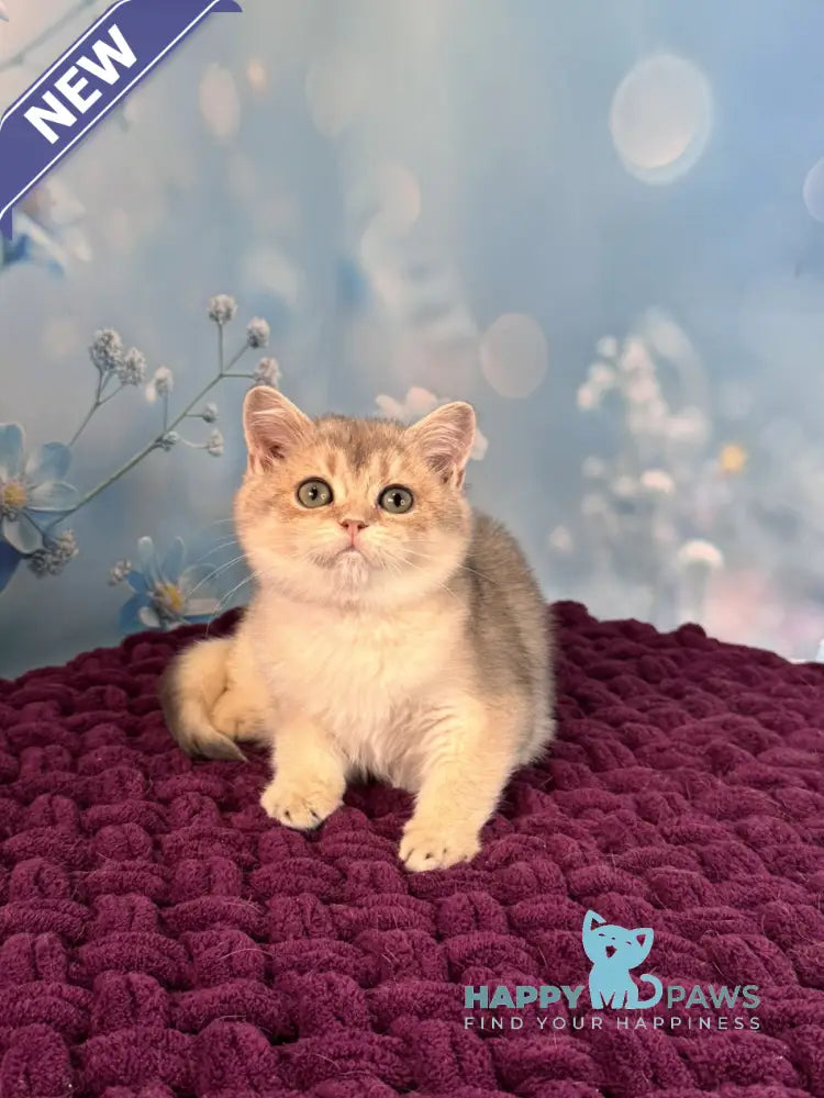 Fanatic Scottish Straight male blue golden shaded live animals