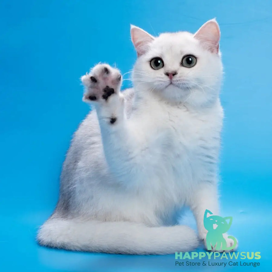 Fandi British Shorthair female black silver shaded - live animals