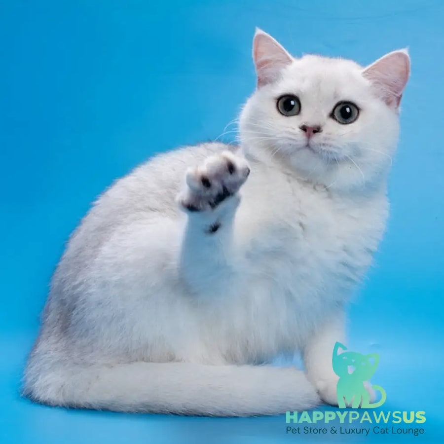 Fandi British Shorthair female black silver shaded - live animals