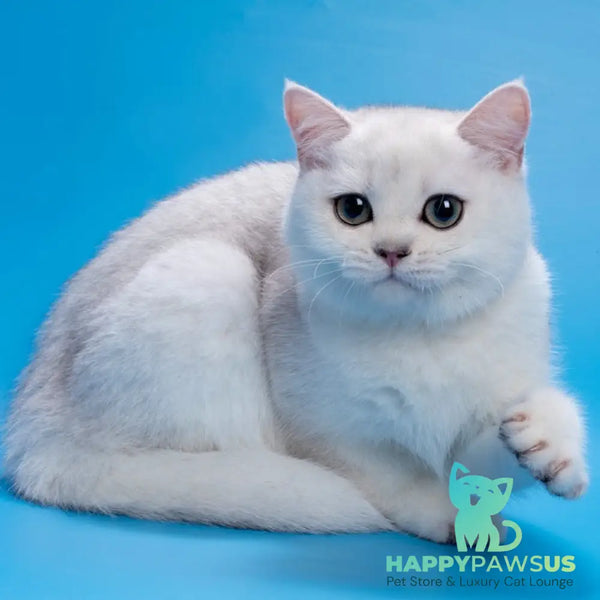Fandi British Shorthair female black silver shaded - live animals
