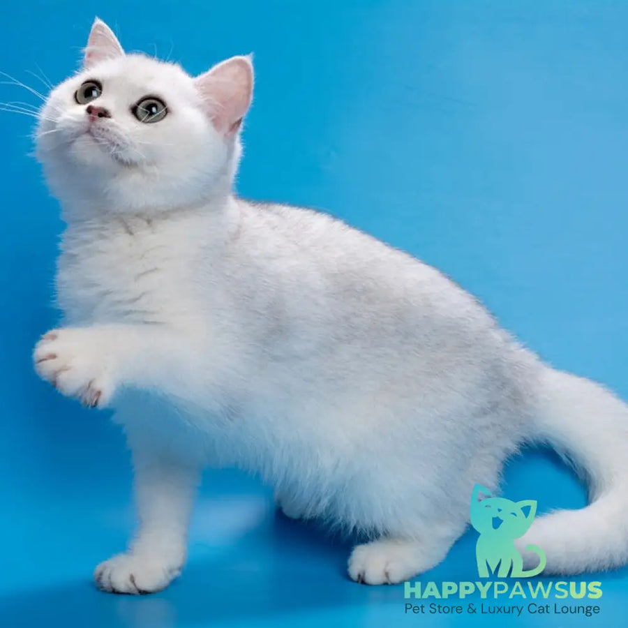 Fandi British Shorthair female black silver shaded - live animals