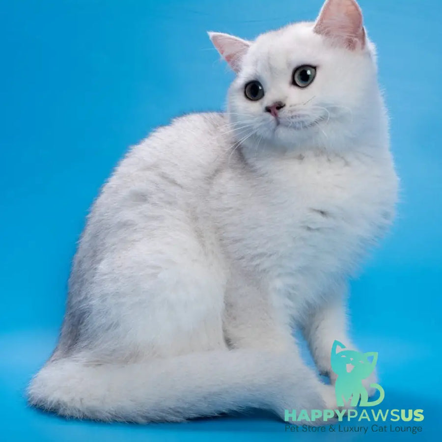 Fandi British Shorthair female black silver shaded - live animals