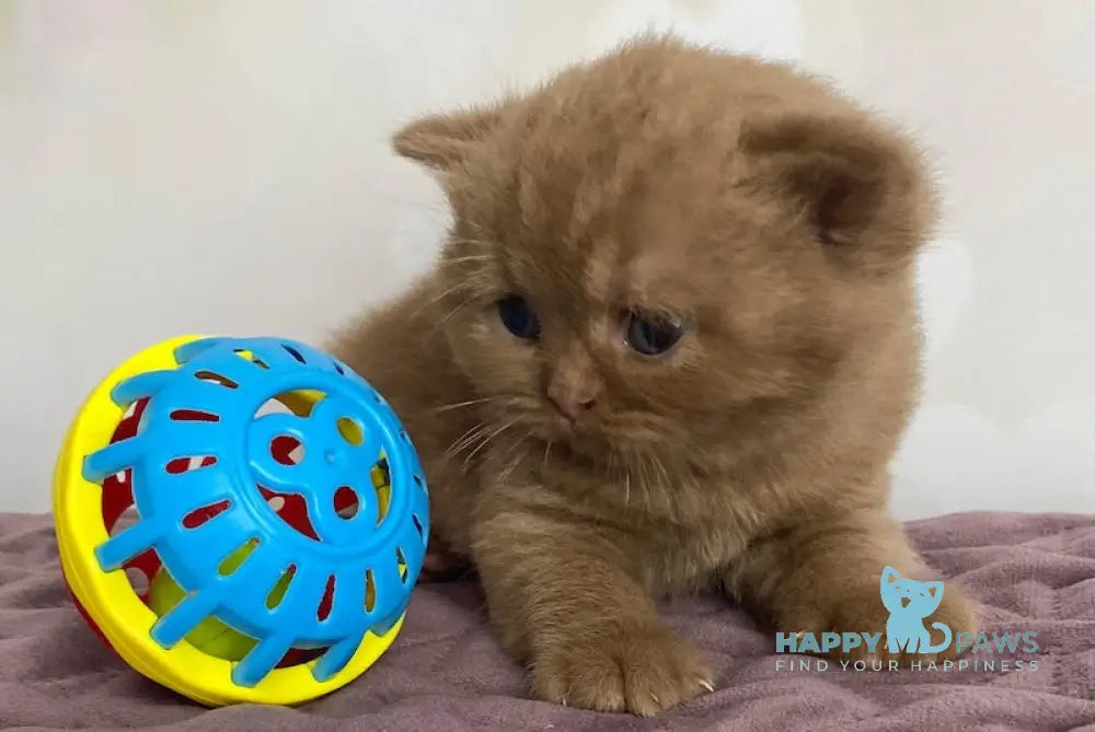 FanFan British Shorthair male cinnamon live animals