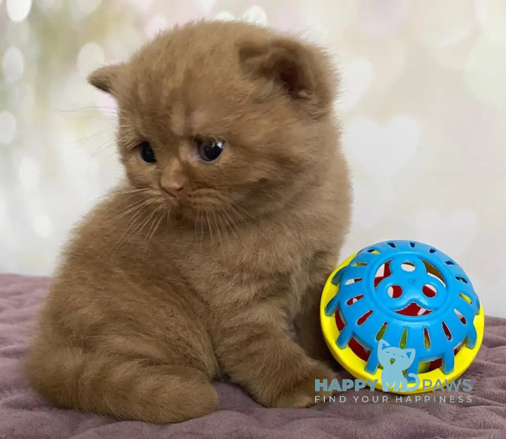 FanFan British Shorthair male cinnamon live animals