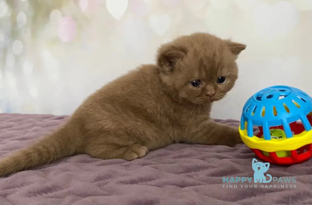 FanFan British Shorthair male cinnamon live animals