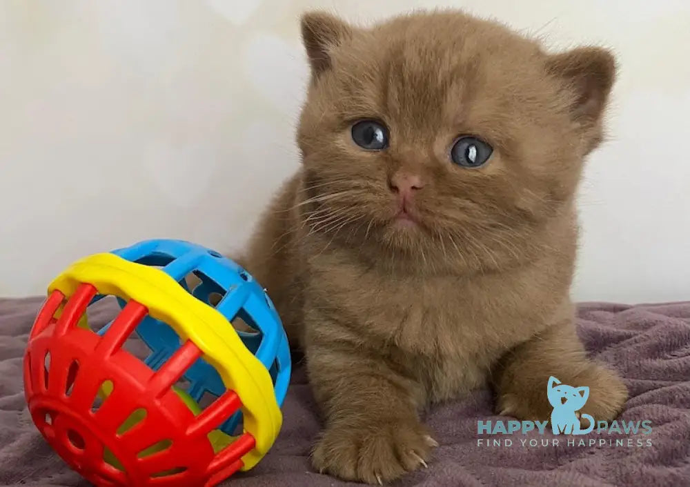 FanFan British Shorthair male cinnamon live animals