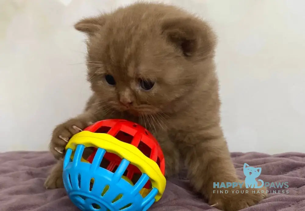 FanFan British Shorthair male cinnamon live animals