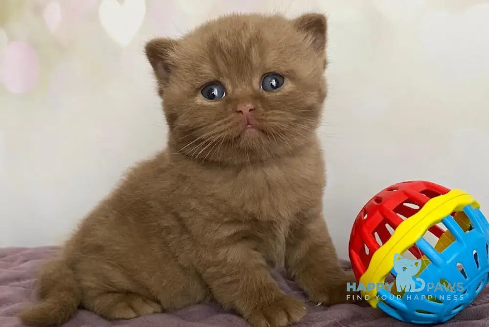 FanFan British Shorthair male cinnamon live animals