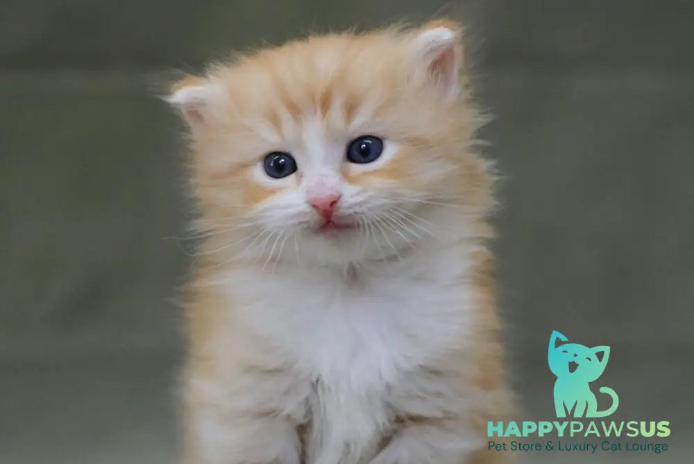 FanFan Siberian male red spotted tabby bicolour - live animals