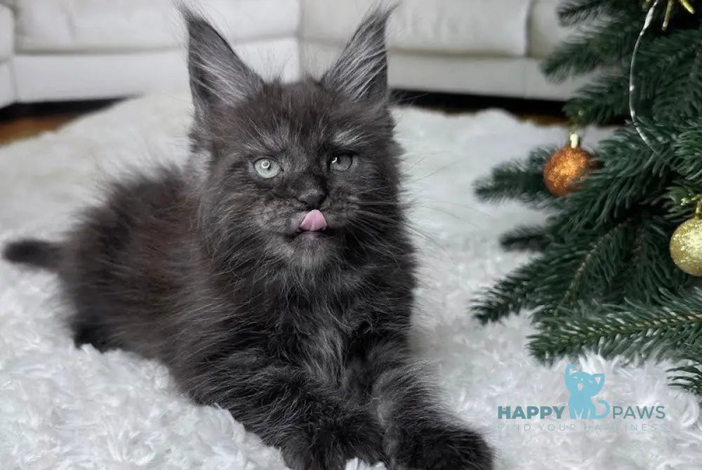 Fani Maine Coon Female Black Silver With White Live Animals