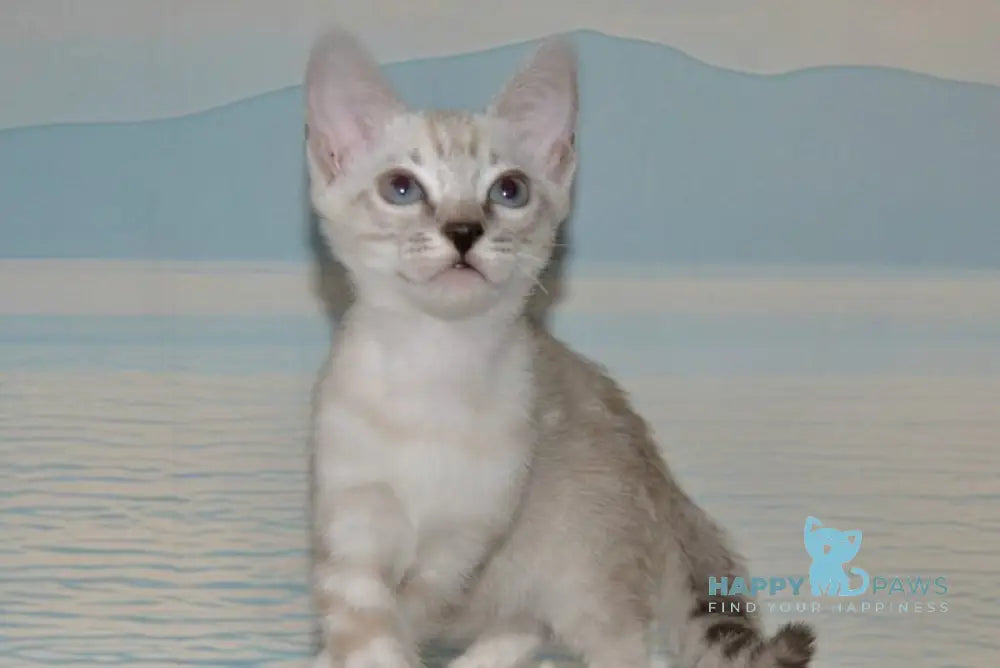 Fanni Bengal female black spotted tabby pointed live animals