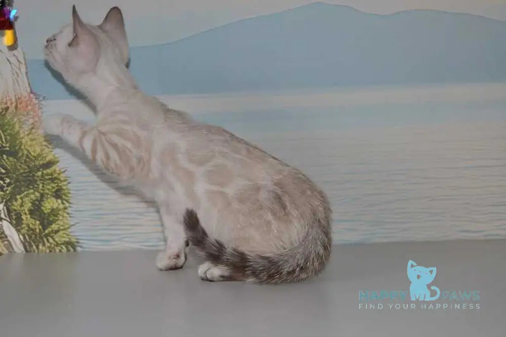 Fanni Bengal female black spotted tabby pointed live animals