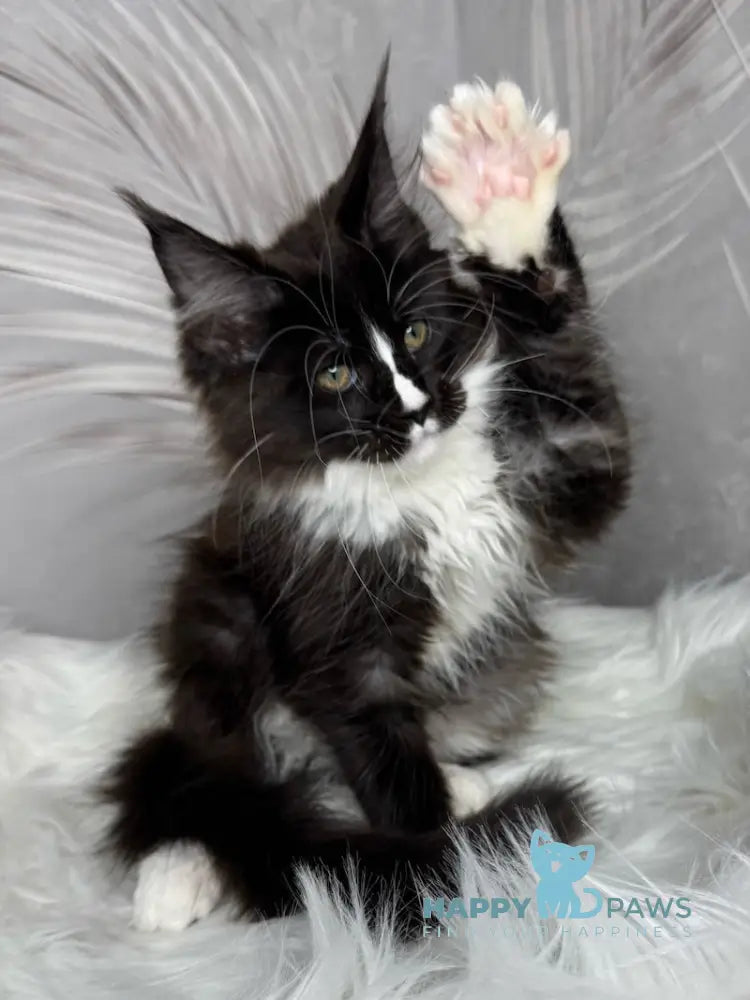 Fanni Maine Coon female black bicolour live animals