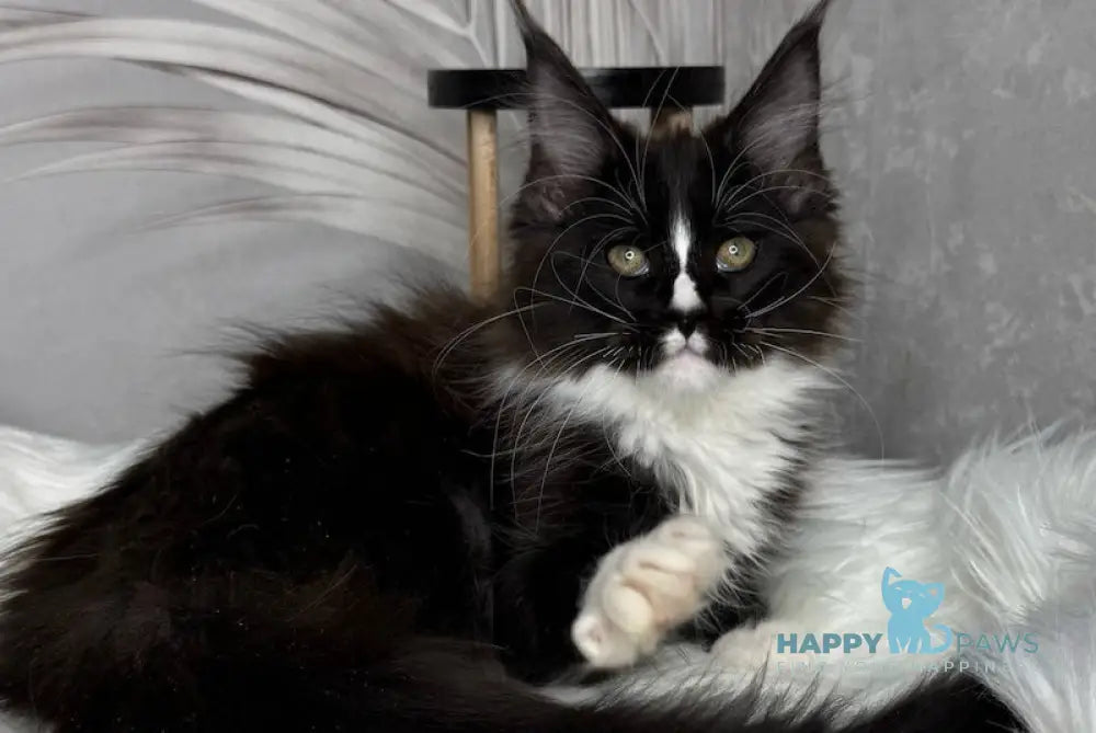 Fanni Maine Coon female black bicolour live animals