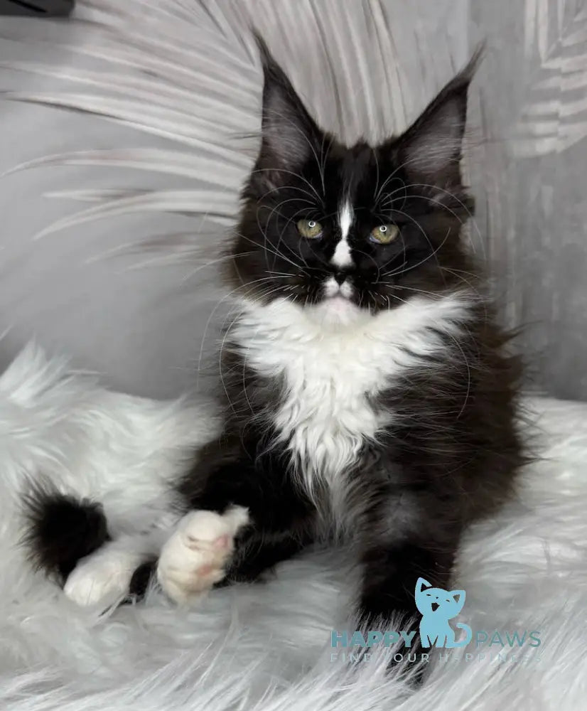 Fanni Maine Coon female black bicolour live animals