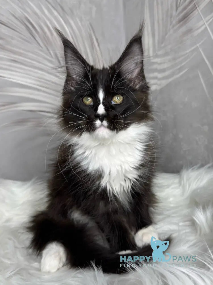 Fanni Maine Coon female black bicolour live animals