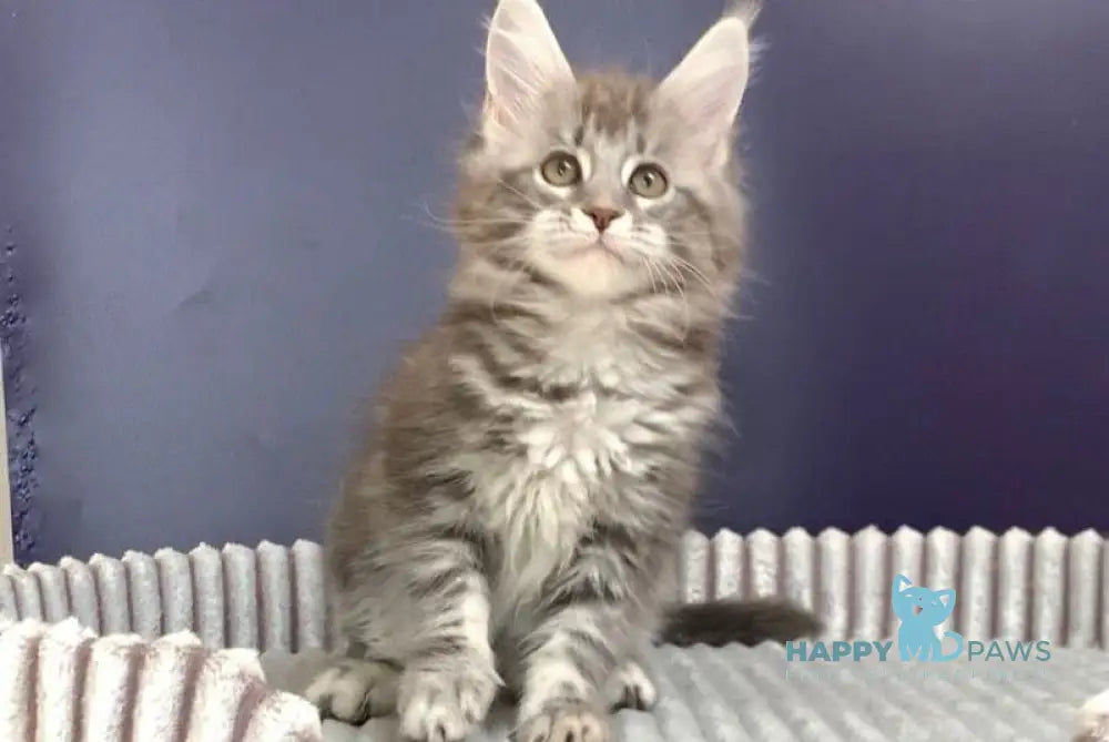 Fanni Maine Coon female black silver tabby live animals