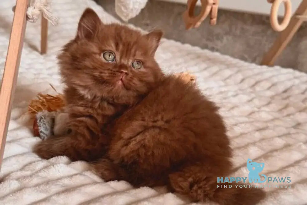 Fanny British Longhair female cinnamon - live animals