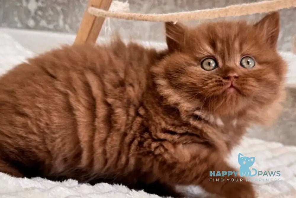 Fanny British Longhair female cinnamon - live animals
