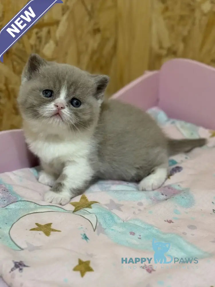 Fanny British Shorthair female lilac bicolour live animals