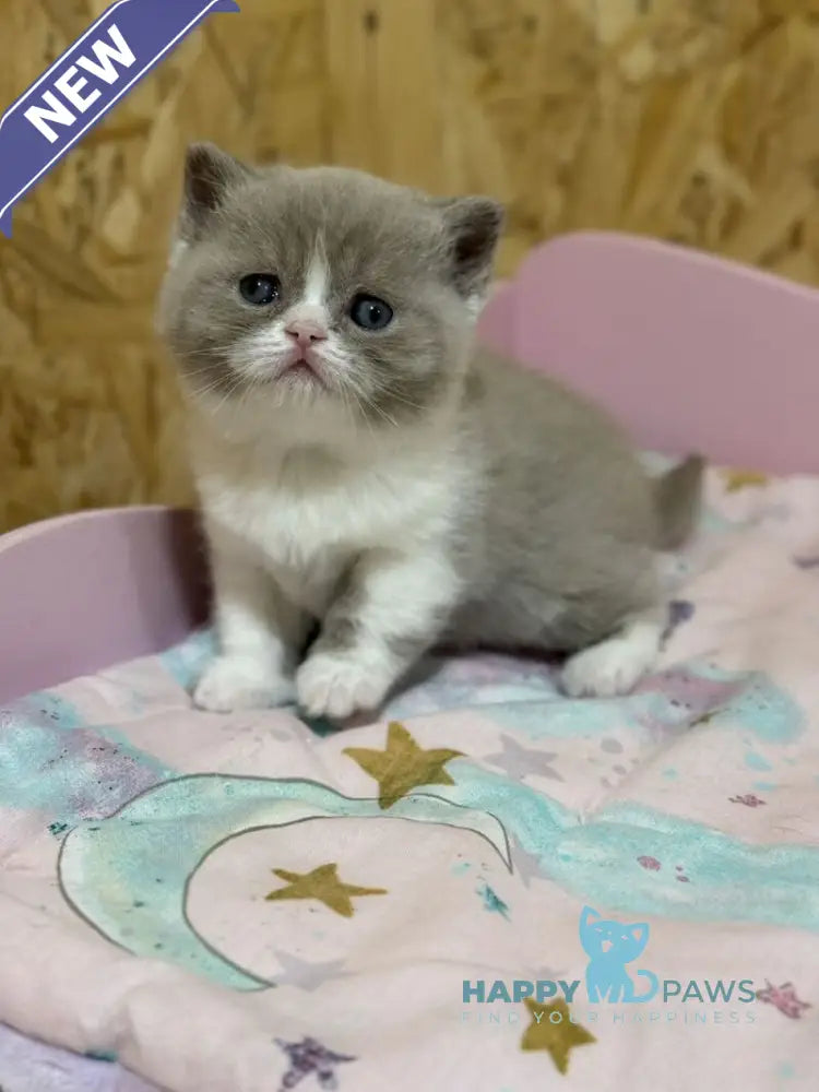 Fanny British Shorthair female lilac bicolour live animals