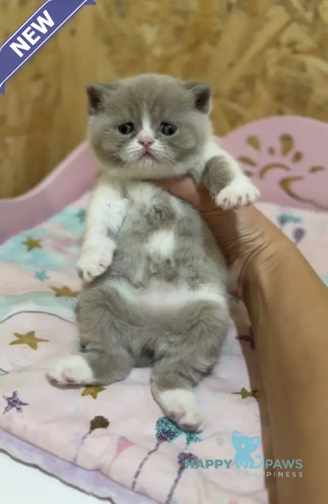Fanny British Shorthair female lilac bicolour live animals