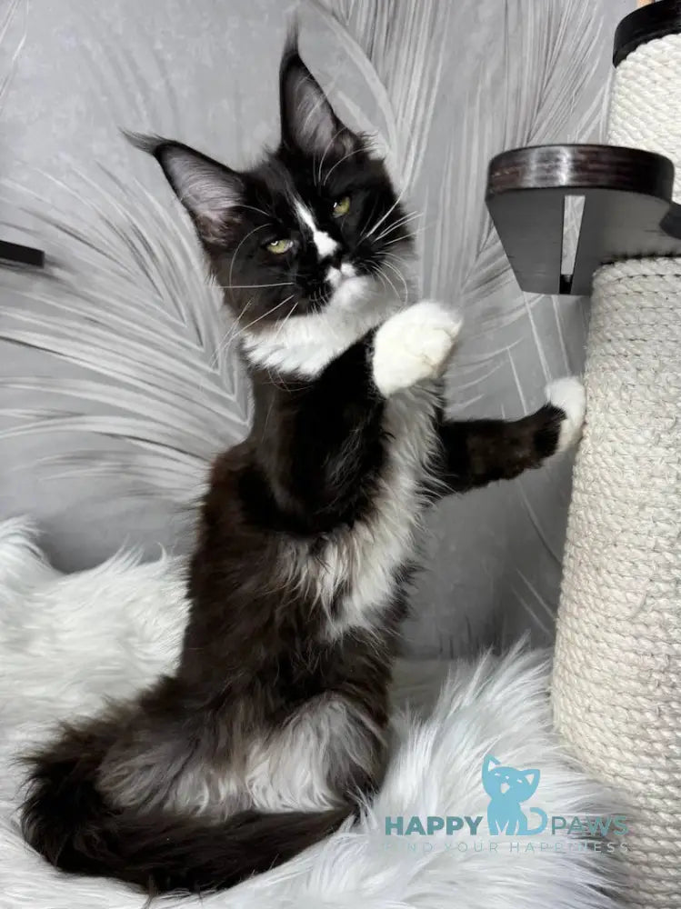 Fanny Maine Coon male black bicolour live animals