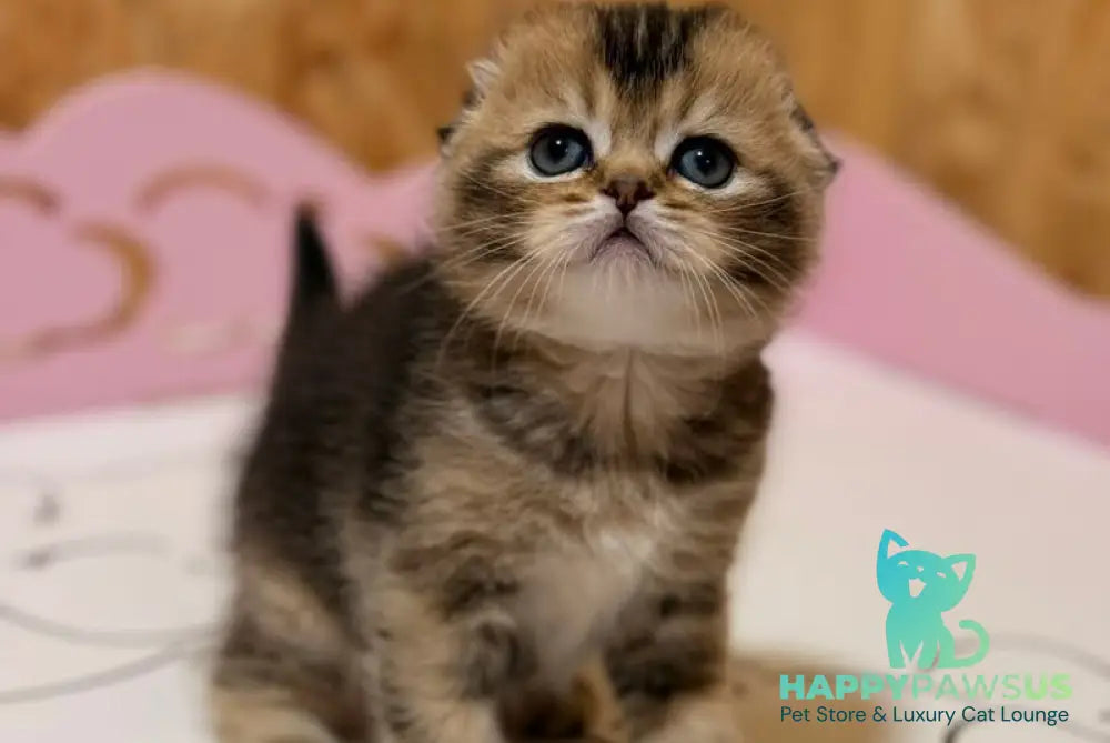 Fanny Scottish Fold female black ticked tabby - live animals