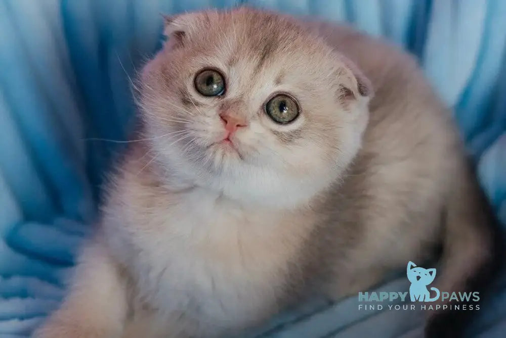 Fanny Scottish Fold female blue golden shaded - live animals