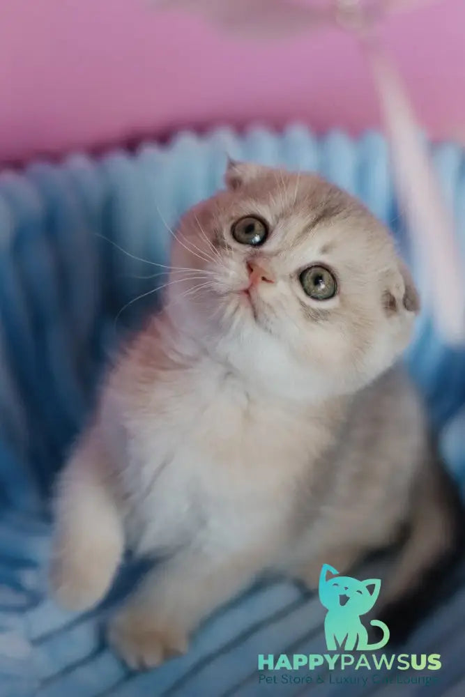 Fanny Scottish Fold female blue golden shaded - live animals