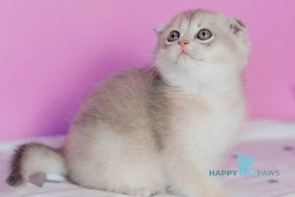Fanny Scottish Fold female blue golden shaded - live animals