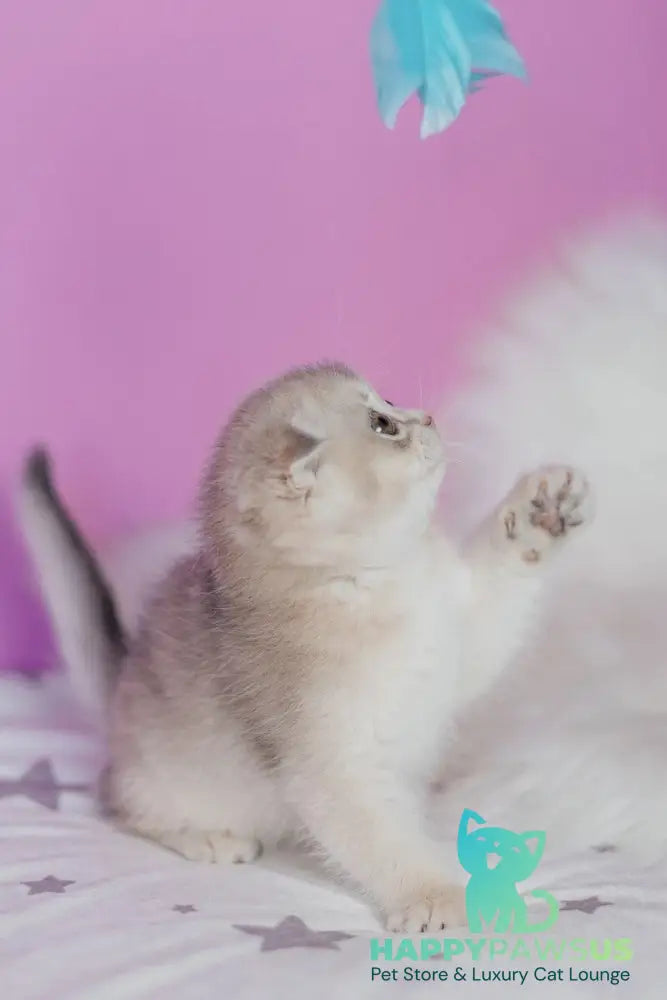 Fanny Scottish Fold female blue golden shaded - live animals