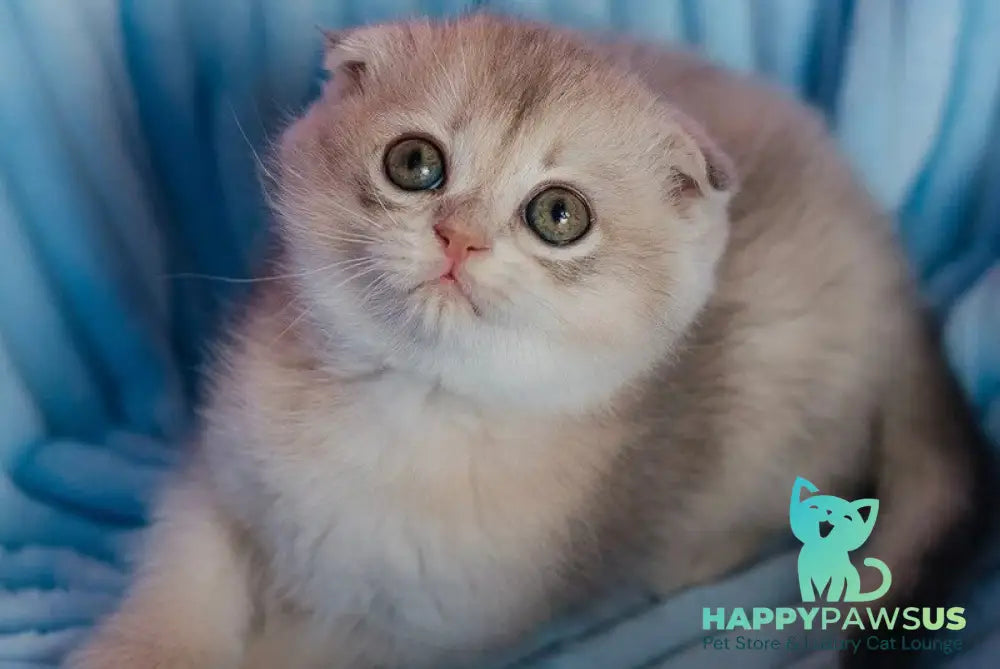Fanny Scottish Fold female blue golden shaded - live animals