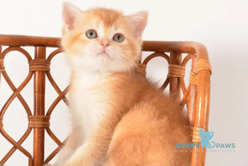 Fanny Scottish Straight female chocolate golden shaded - live animals