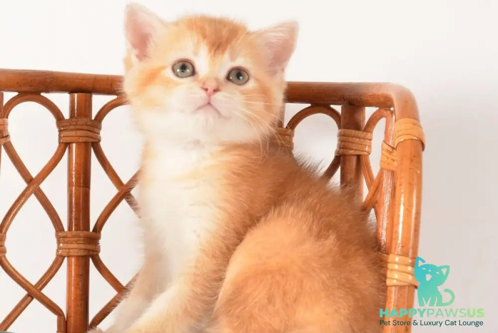 Fanny Scottish Straight female chocolate golden shaded - live animals