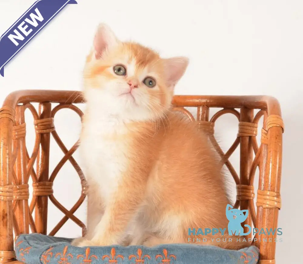 Fanny Scottish Straight female chocolate golden shaded - live animals